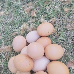 Fresh !! Large Eggs 🍳!!