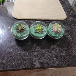 Glass Flowers Round