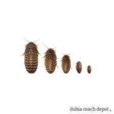 Come Get Them . Fresh Well Fed Dubia Roaches For Reptile Feeding .