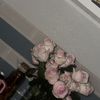 Claudia 