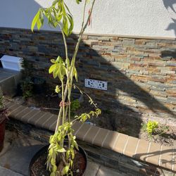 Plant