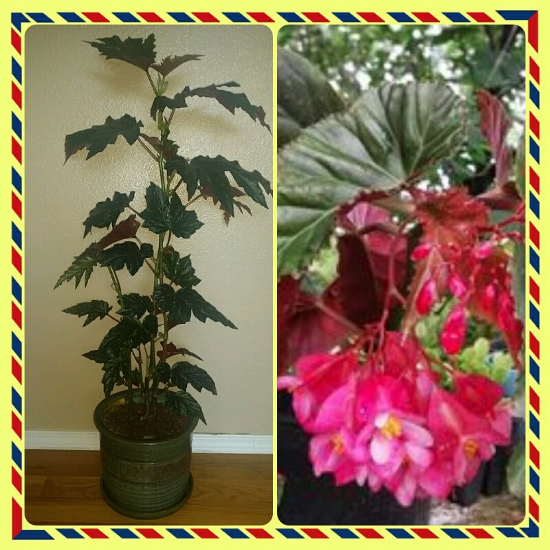 Angel wing begonia Lana plant