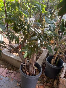 Longan Tree- fruiting