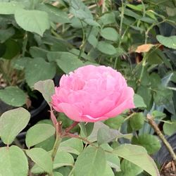 Beautiful Cathedral Bell Pink Color Fragrant Rose Roses Flowers Flower Live Potted Plants  $25 Each   Cash only  Pick up in North San Jose, By appoint