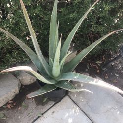 Plantas Savila / Plant 