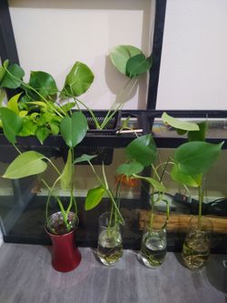 Monstera plant