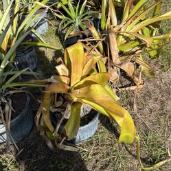 Big Bromeliads 