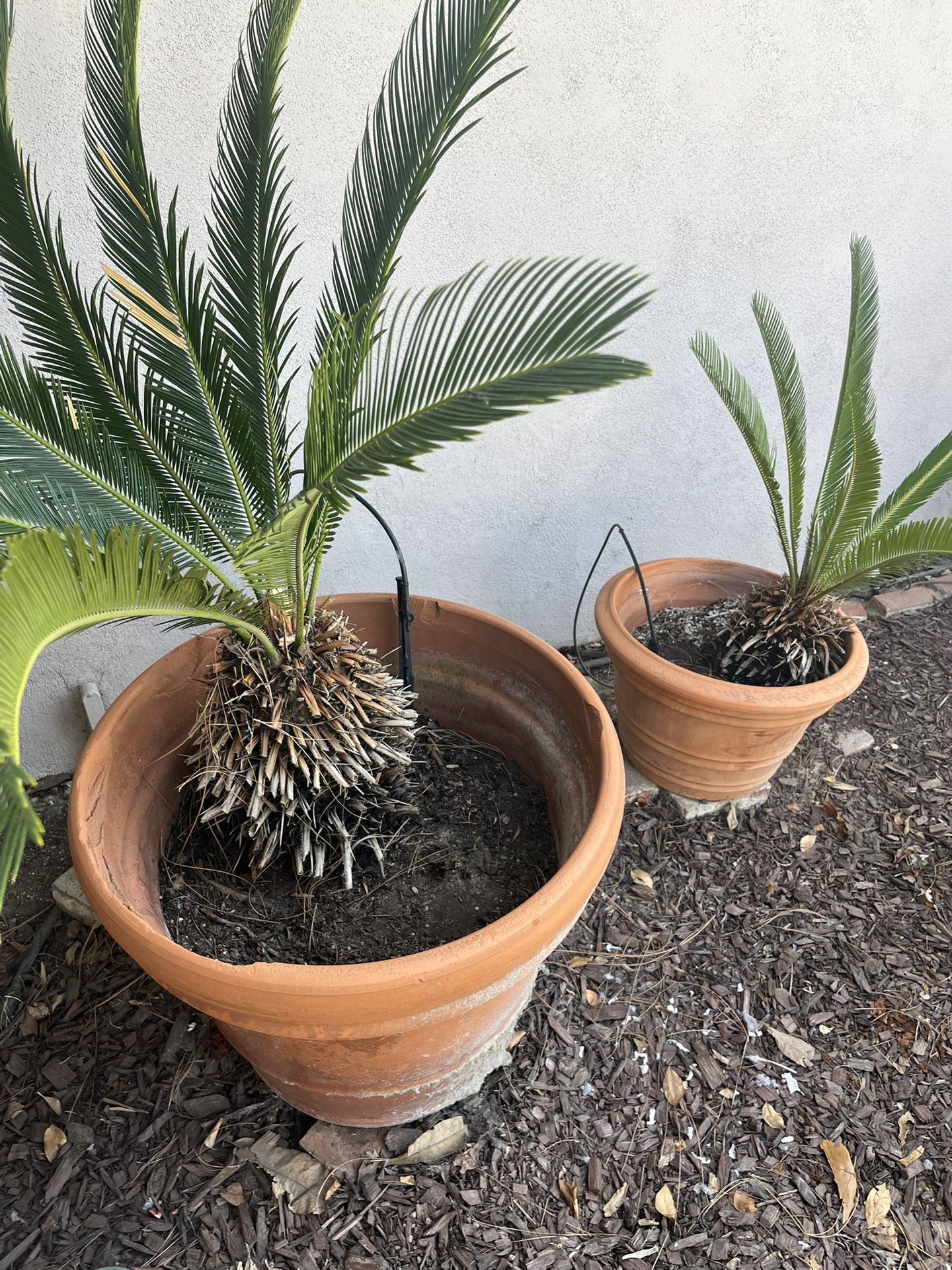 Saga Plants