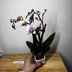 Live Orchid Plant 