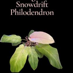 Variegated Snowdrift Philodendron 