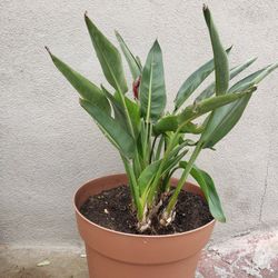 Plant For Sale
