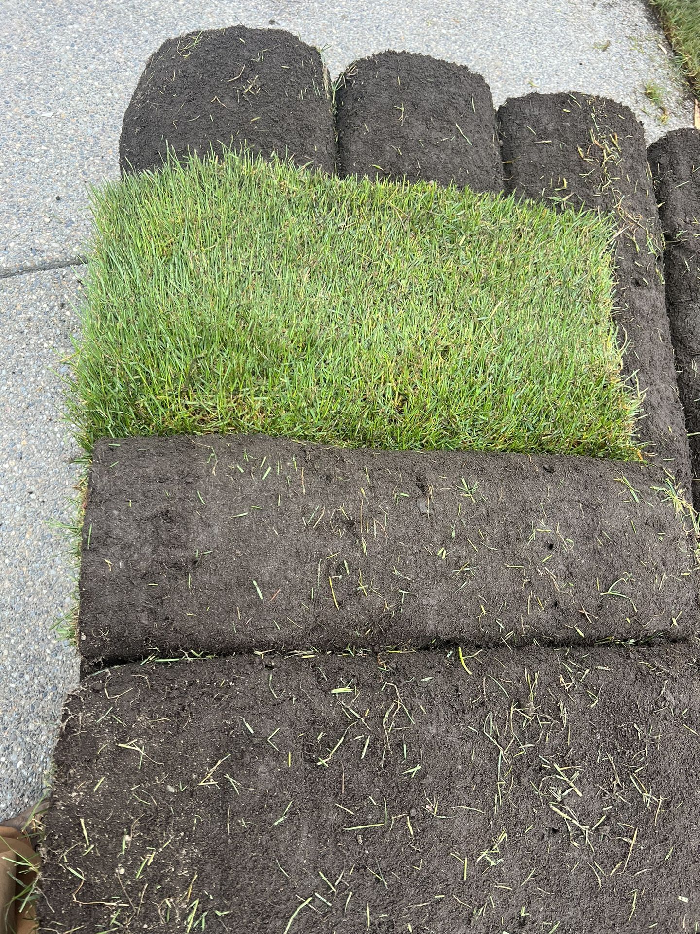 Fresh Cut Sod