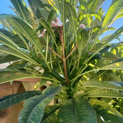 PLUMERIAS STOCK