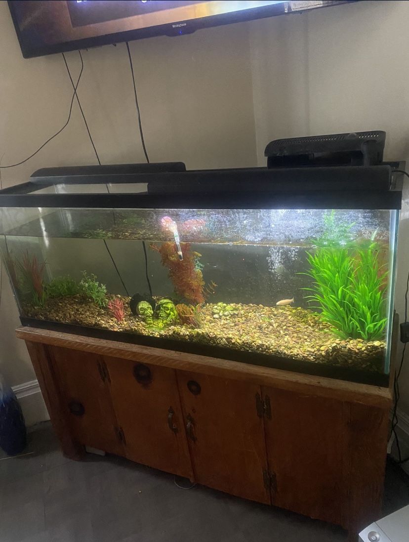 50 Gallon Fish Tank W/stand And Accessories 