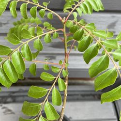 Tall Bushy Curry Leaf Plant