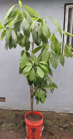 Avocado tree 🥑