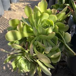 Plants