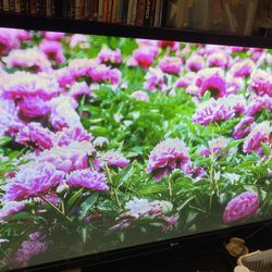 LG 65 Inch TV