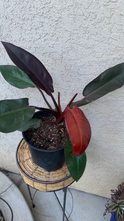 Philodendron