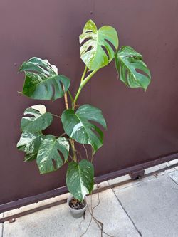 6” monstera albo 5ft tal