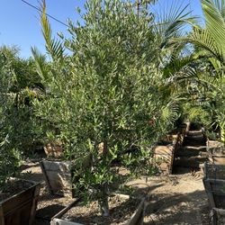 Olive Multi Trunk Tree