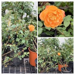 Beautiful Maui Sunset Yellow Orange Color Rose Roses Fragrant Flowers Flower Live Plants  $25 Each  Cash only  Pick up in North San Jose, By appointme
