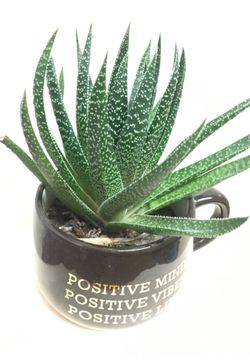 Nice indoor plant 🌱