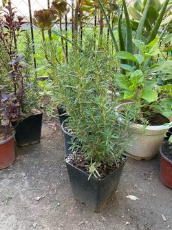 Rosemary live Herb $10