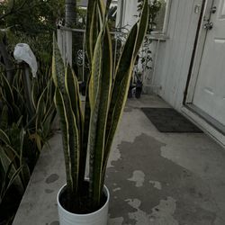 Snake Plant In Ceramic Pot 3 Feet