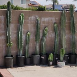 Lots of Cactus 🌵 starting at $10-60 each