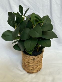 New 13" Artificial Peperomia Plant in Wicker Basket Better Homes & Gardens