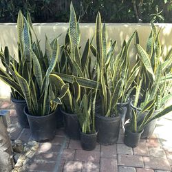 Snake plant pots