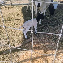 Farm