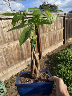 Bonsai Money Tree, Very Healthy And 8 Inch Wide Blue Bonsai Pot $35 Each