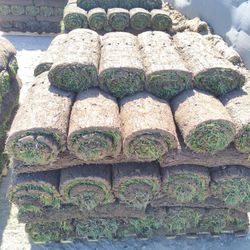 Pallet Of fresh Sod