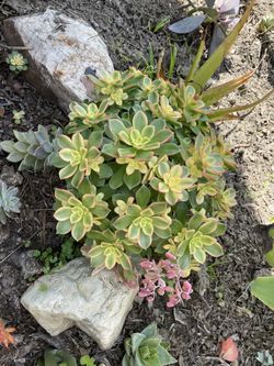 Beautiful Kiwi Succulent  Live Plant 