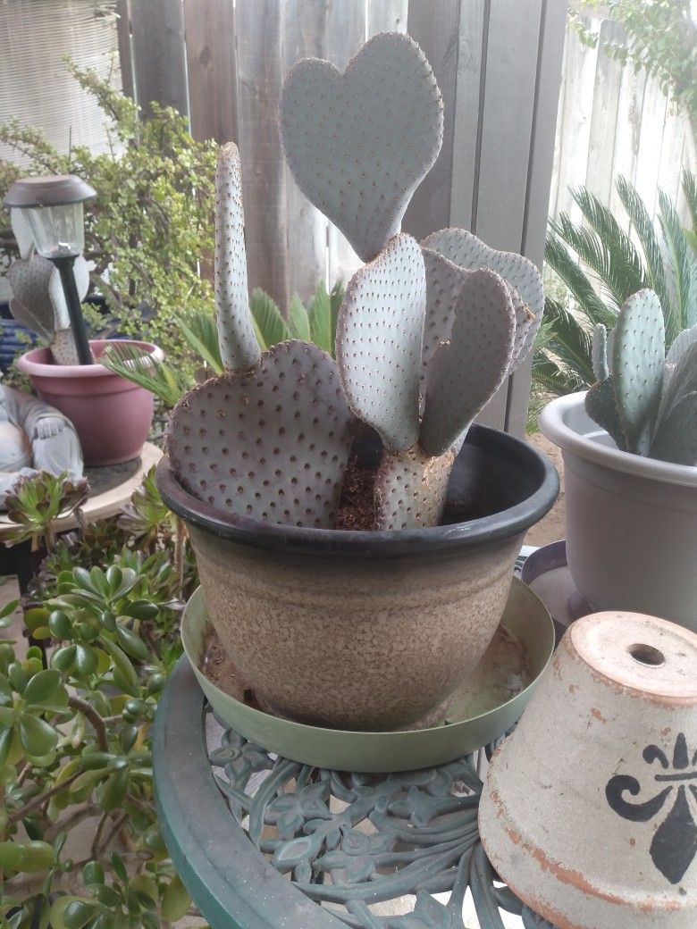 Heart To Heart Succulent Plant