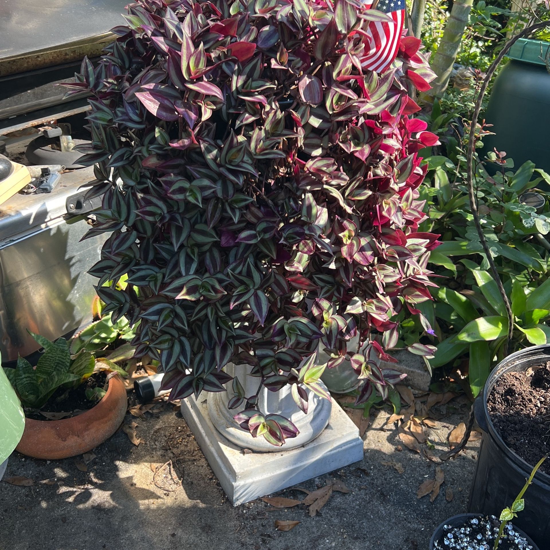 Wandering Jew Plant