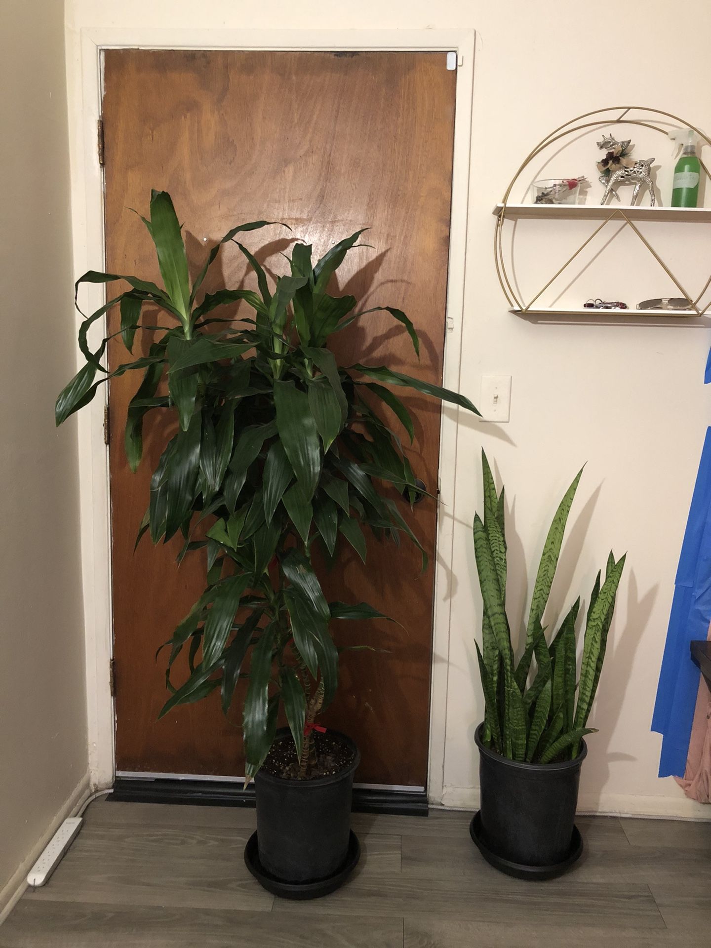 House Plants