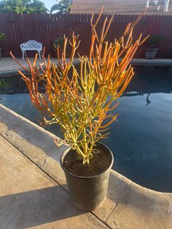 Fire Stick Suculent Cactus Plant