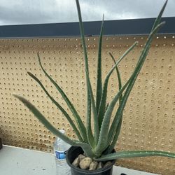 Aloe Vera Plants 