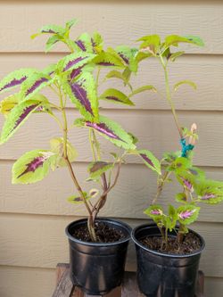 Coleus Plants
