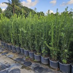 huge Podocarpus About  5 feet tall $25 and clusias  about 4 feet tall $25 arecas  About  6 feet tall $35