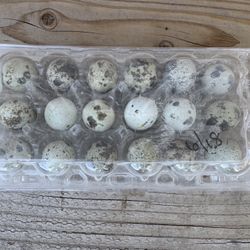 Quail Eggs 