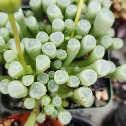 Succulents Plants Baby Toes