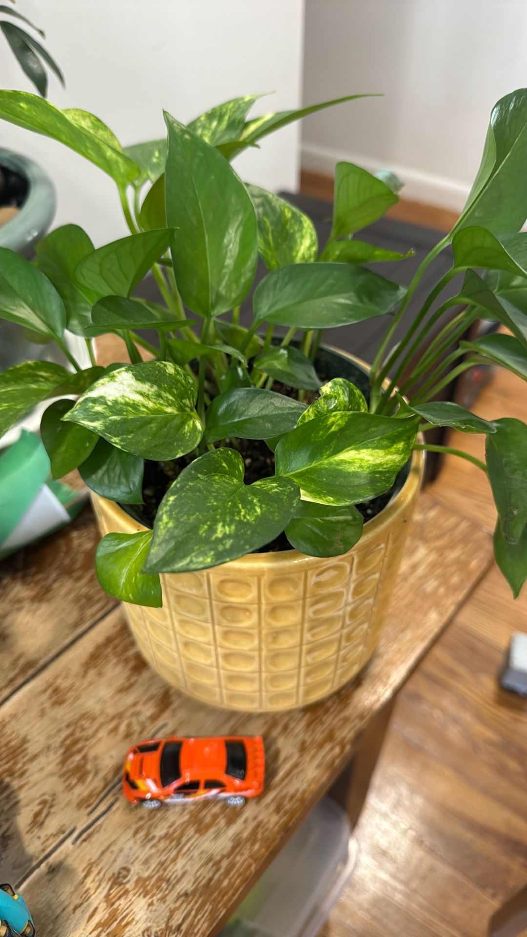 Pothos Variegated And Green Leaves