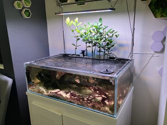 45 Gal Reef Tank with Mangrooves