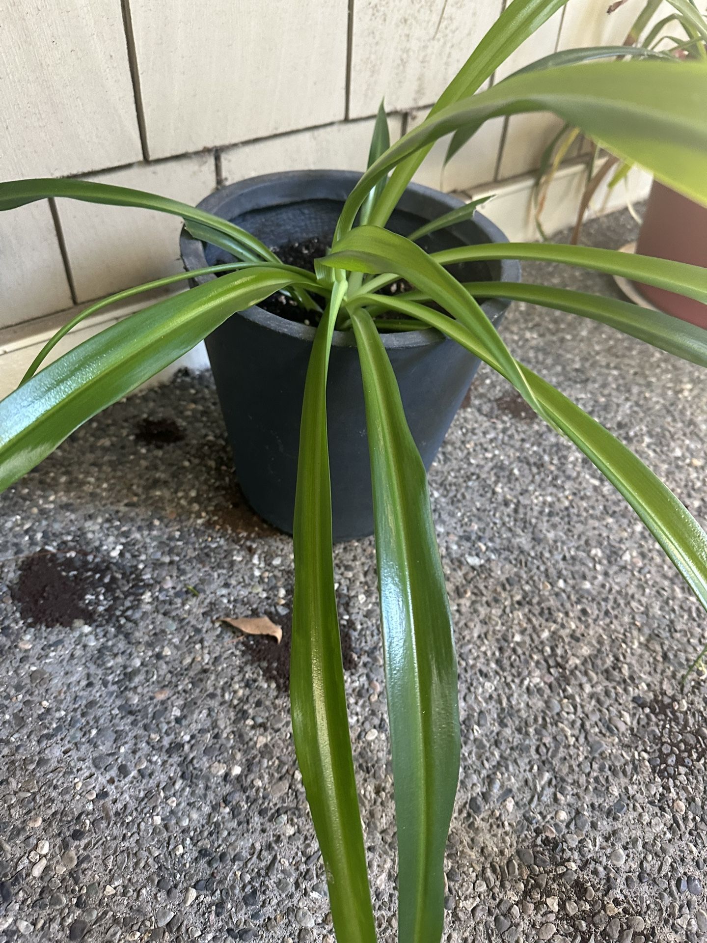 Spider Plant 