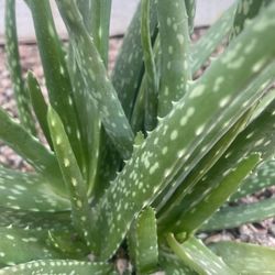 aloe