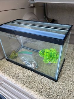Fish tank aquarium